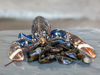 Welsh Lobster Co