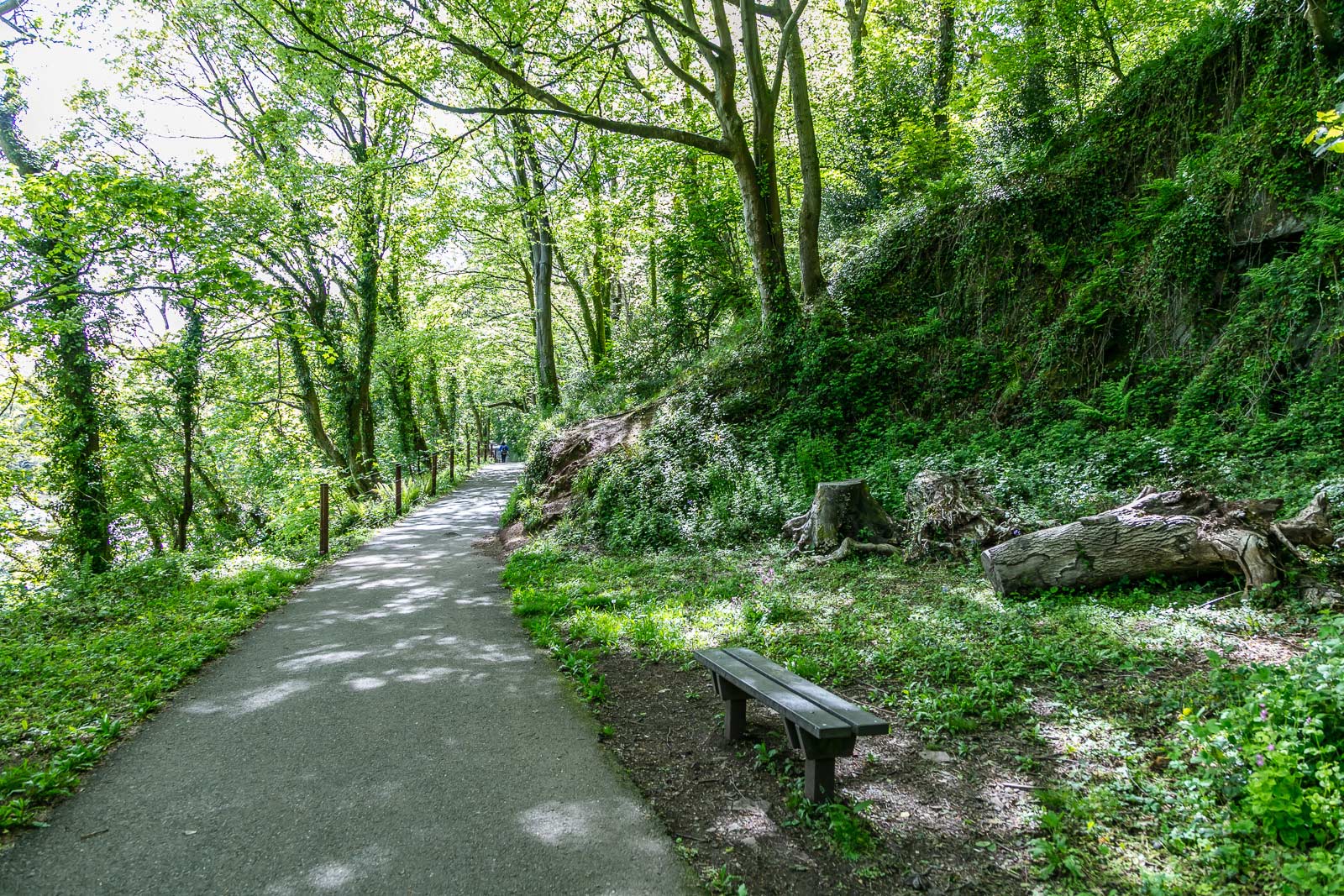 Admire the woodland coming to life on the Lower Priory Woodland Walk
