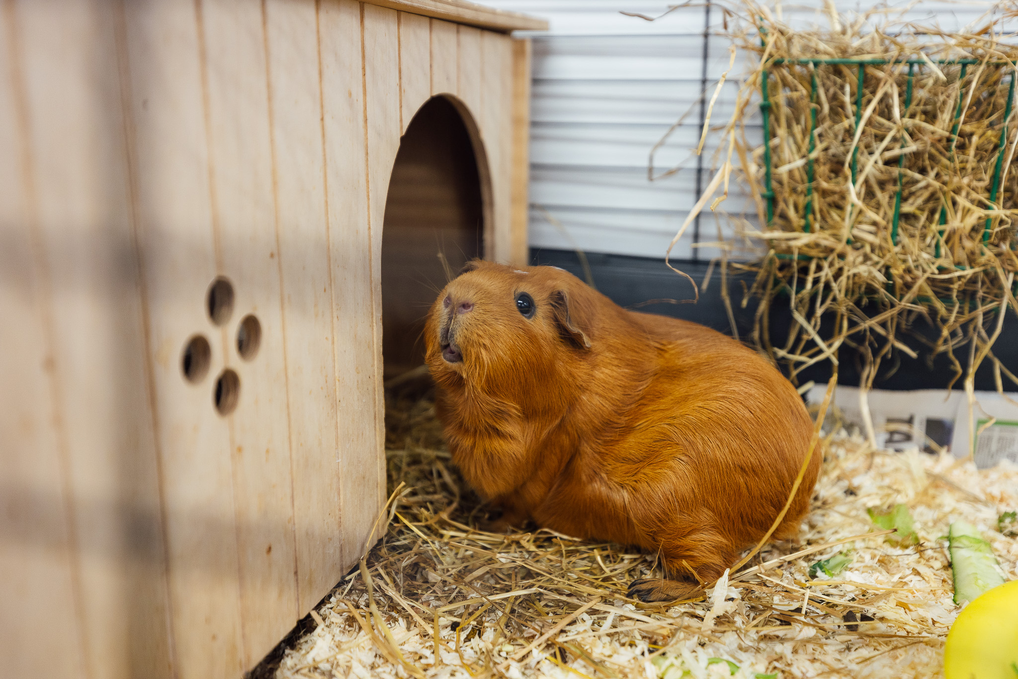 Pet at Happy Days Childcare