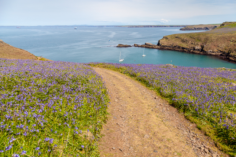 /whats-on/pembrokeshire-living-coast-2026/